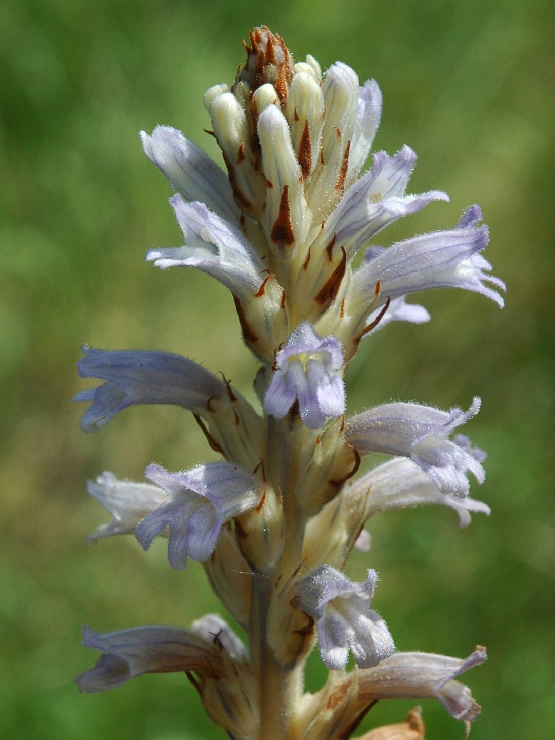 Phelipanche (Orobanche) purpurea / Succiamele azzurro